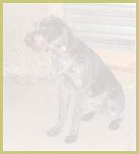 Description: Description: Description: 2005_0123pupdogbuss0022