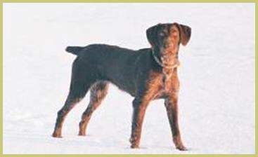 Description: Description: Description: Description: Description: Description: Description: german, wirehair, wirehaired, pointer, wirehairs, kennel, dam, breed, breeder