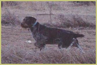 Description: Description: Description: Description: Description: Description: Description: german, wirehair, wirehaired, pointer, wirehairs, dam, kennel, breeder, breeding