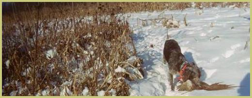 Description: Description: dog pictures for MN 066