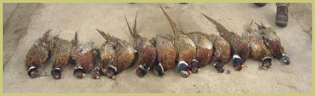 Description: Description: 2005_1015pheasanthunt10-050001