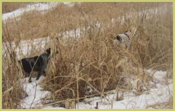 Description: Description: pheasants, hunt, german, wirehair, wirehaired, pointer, wirehairs, dam, breed, breeder, kennel, hunt