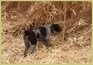 Description: Description: pheasants, hunt, german, wirehair, wirehaired, pointer, wirehairs, dam, breed, breeder, kennel, hunt