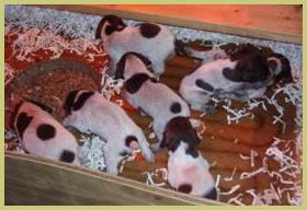 Description: Description: Description: Description: Description: Description: Description: Description: Description: Description: Description: Description: Description: Description: Description: pups wk4