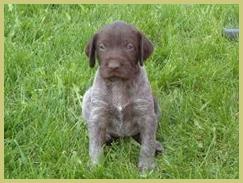 Description: Description: Description: Description: Description: Description: Description: Description: Description: Description: Description: Description: Description: Description: Description: hunt, german, wirehair, wirehaired, pointer, wirehairs, pup, pups, puppy, breed, breeder, kennel