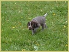Description: Description: Description: Description: Description: Description: Description: Description: Description: Description: Description: Description: Description: Description: Description: hunt, german, wirehair, wirehaired, pointer, wirehairs, pup, pups, puppy, breed, breeder, kennel