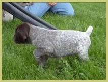 Description: Description: Description: Description: Description: Description: Description: Description: Description: Description: Description: Description: Description: Description: Description: hunt, german, wirehair, wirehaired, pointer, wirehairs, pup, pups, puppy, breed, breeder, kennel