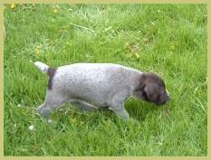Description: Description: Description: Description: Description: Description: Description: Description: Description: Description: Description: Description: Description: Description: Description: hunt, german, wirehair, wirehaired, pointer, wirehairs, pup, pups, puppy, breed, breeder, kennel