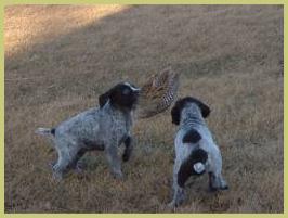 Description: Description: Description: Description: Description: Description: Description: Description: Description: Description: Description: Description: Description: Description: Description: hunt, german, wirehair, wirehaired, pointer, wirehairs, pup, pups, puppy, breed, breeder, kennel