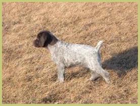 Description: Description: Description: Description: Description: Description: Description: Description: Description: Description: Description: Description: Description: Description: Description: hunt, german, wirehair, wirehaired, pointer, wirehairs, pup, pups, puppy, breed, breeder, kennel