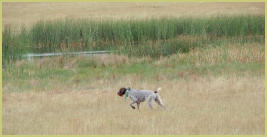 Description: Description: Description: Description: Description: C:\Users\joreker\Desktop\Dog pictures - Ron\P9180477.JPG