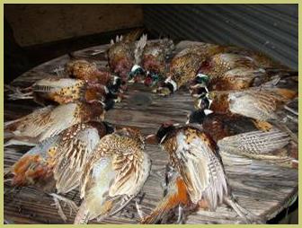 Description: Description: Description: Description: Description: Description: <img src="pheasnt hunting" alt="Geman wirehaired pointer hunts; breeders of hunting dogs and bird dogs.">