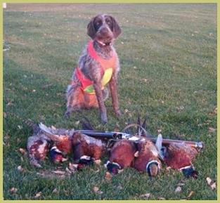 Description: Description: Description: Description: Description: Description: <img src="german wirehairsf" alt="German wirehaired pointer dog owners testimonials from owners of our pups.">